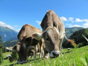 Vado a vivere in montagna