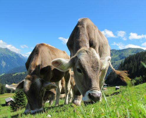 Vado a vivere in montagna